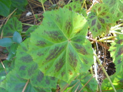 Begonia plebeja