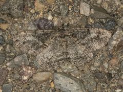 Neoalcis californiaria