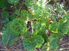 Begonia plebeja