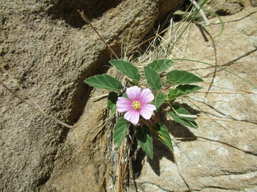 Monsonia senegalensis