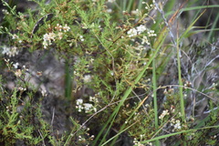 Polygonum dentoceras