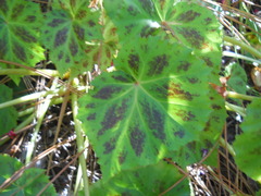 Begonia plebeja