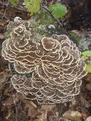 Trametes versicolor image