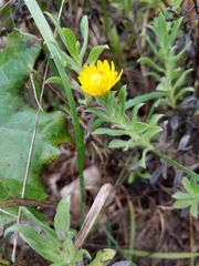 Heterotheca camporum