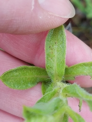 Heterotheca camporum