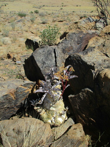 Cyphostemma bainesii