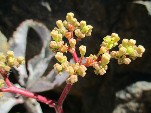 Cyphostemma bainesii