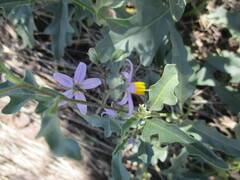 Solanum capense image