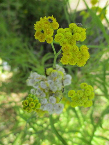 Image of Nidorella resedifolia by no rights reserved