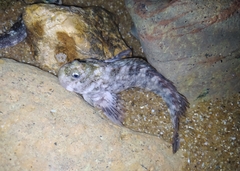 Vermiculated Blenny photo 5