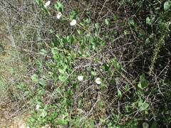 Ipomoea obscura var. obscura image