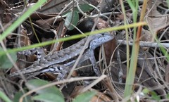 Sceloporus woodi
