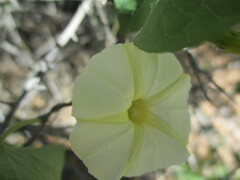 Ipomoea obscura image