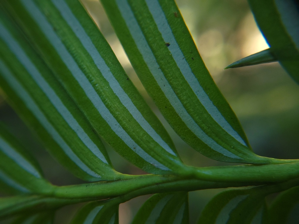 Taiwan catkin-yew in February 2023 by 曾昱承 Yu-Cheng Zeng · iNaturalist