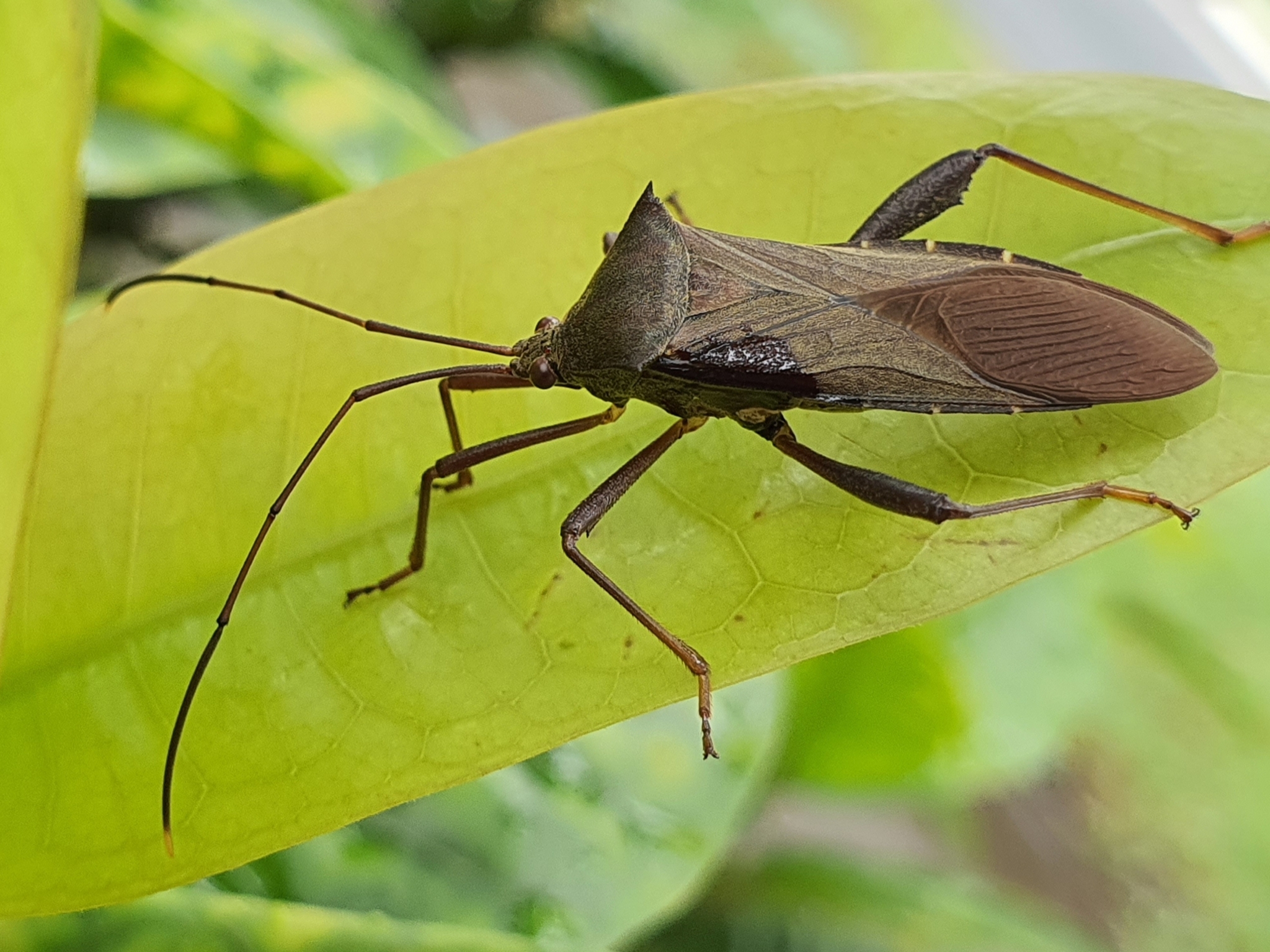 Mictis longicornis Westwood, 1842