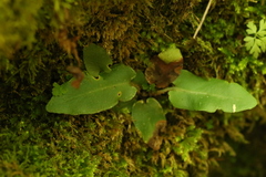 Asplenium scolopendrium americanum