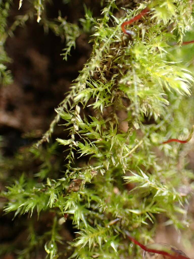 Amblystegium
