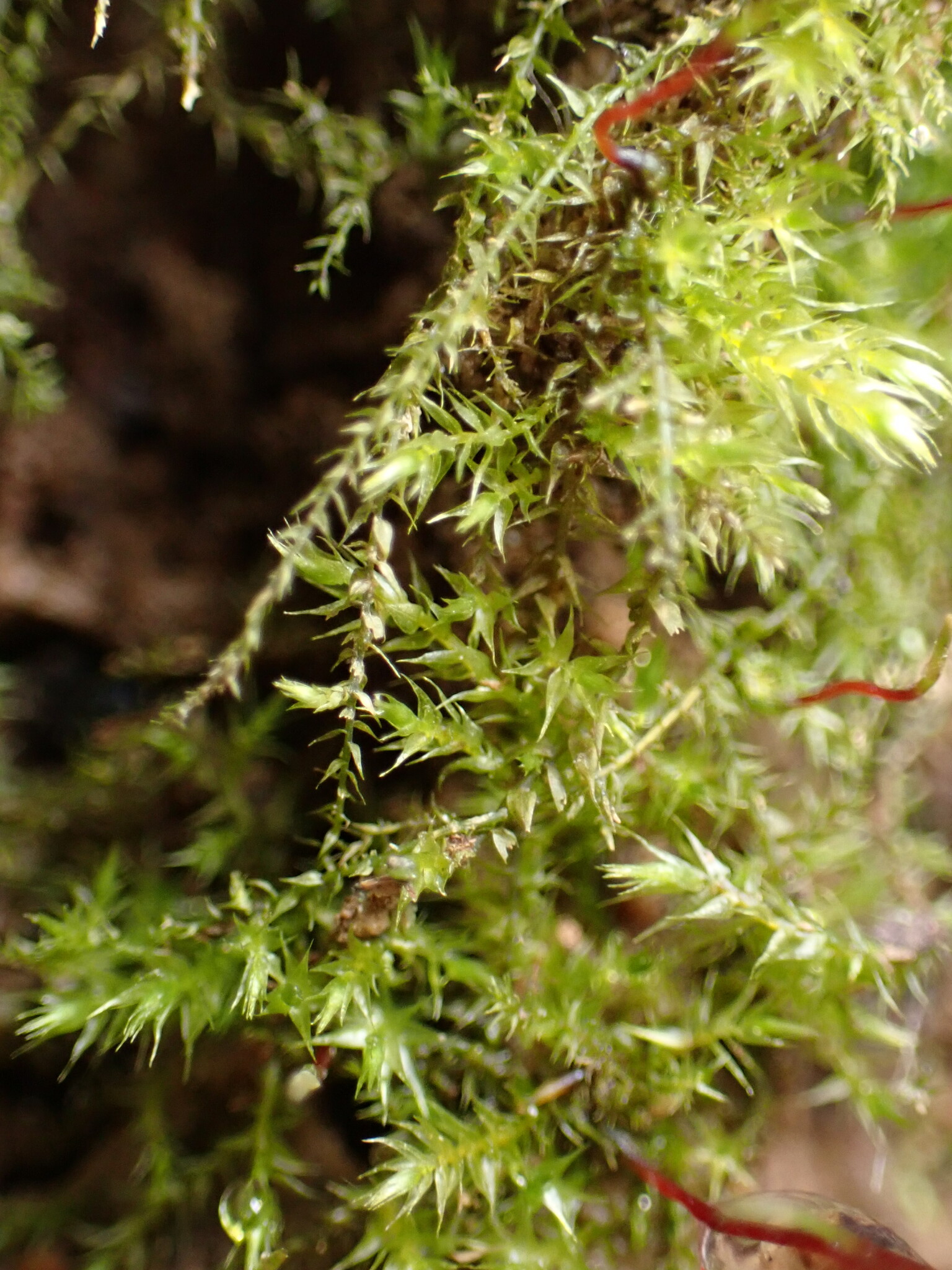 Amblystegium