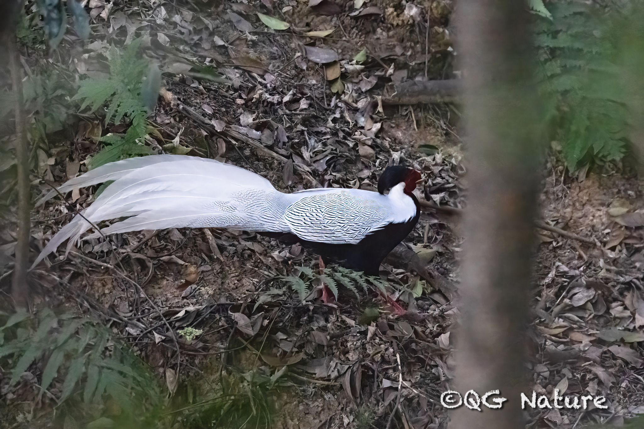 Silver Pheasant