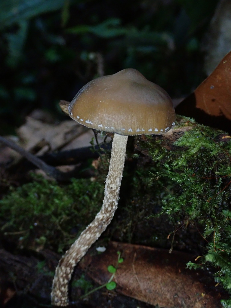 Psilocybe zapotecorum · November 2022 · photo: © fern_friend (iNaturalist, cc-by)