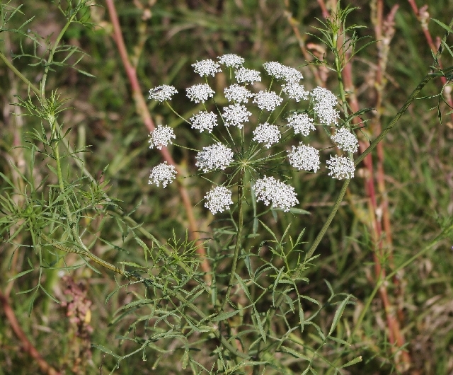 Ammi