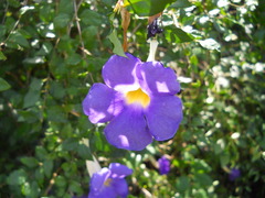 Thunbergia battiscombei