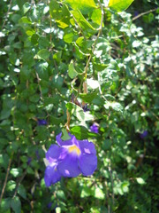 Thunbergia battiscombei