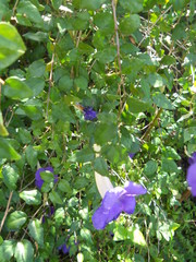 Thunbergia battiscombei