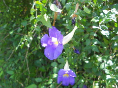 Thunbergia battiscombei