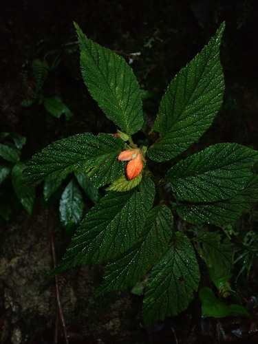 Begonia pectennervia