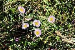 Erigeron borealis