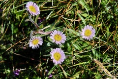Erigeron borealis