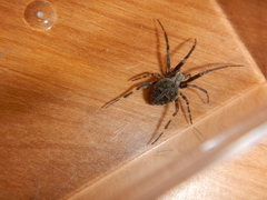 Neoscona nautica