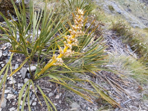 Fierce Spaniard (Aciphylla ferox)
