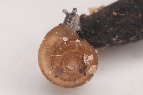 Pinhead Spot Snail, California, US, photo 8 of 10