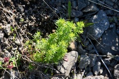 Galium verum