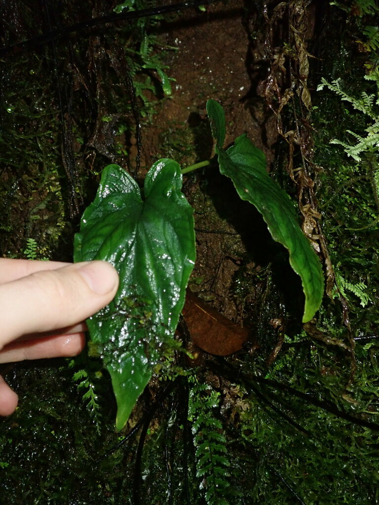 Chlorospatha longipoda