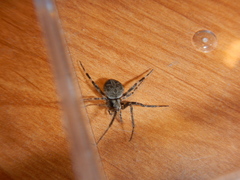 Neoscona nautica