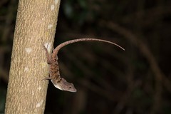 Anolis cybotes