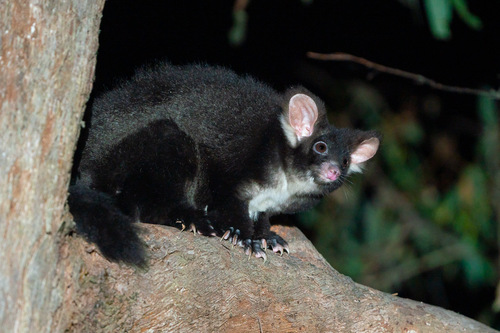 Greater Glider