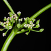 Cyclospermum leptophyllum leptophyllum - Photo (c) Bahamut Chao, algunos derechos reservados (CC BY-NC-ND)