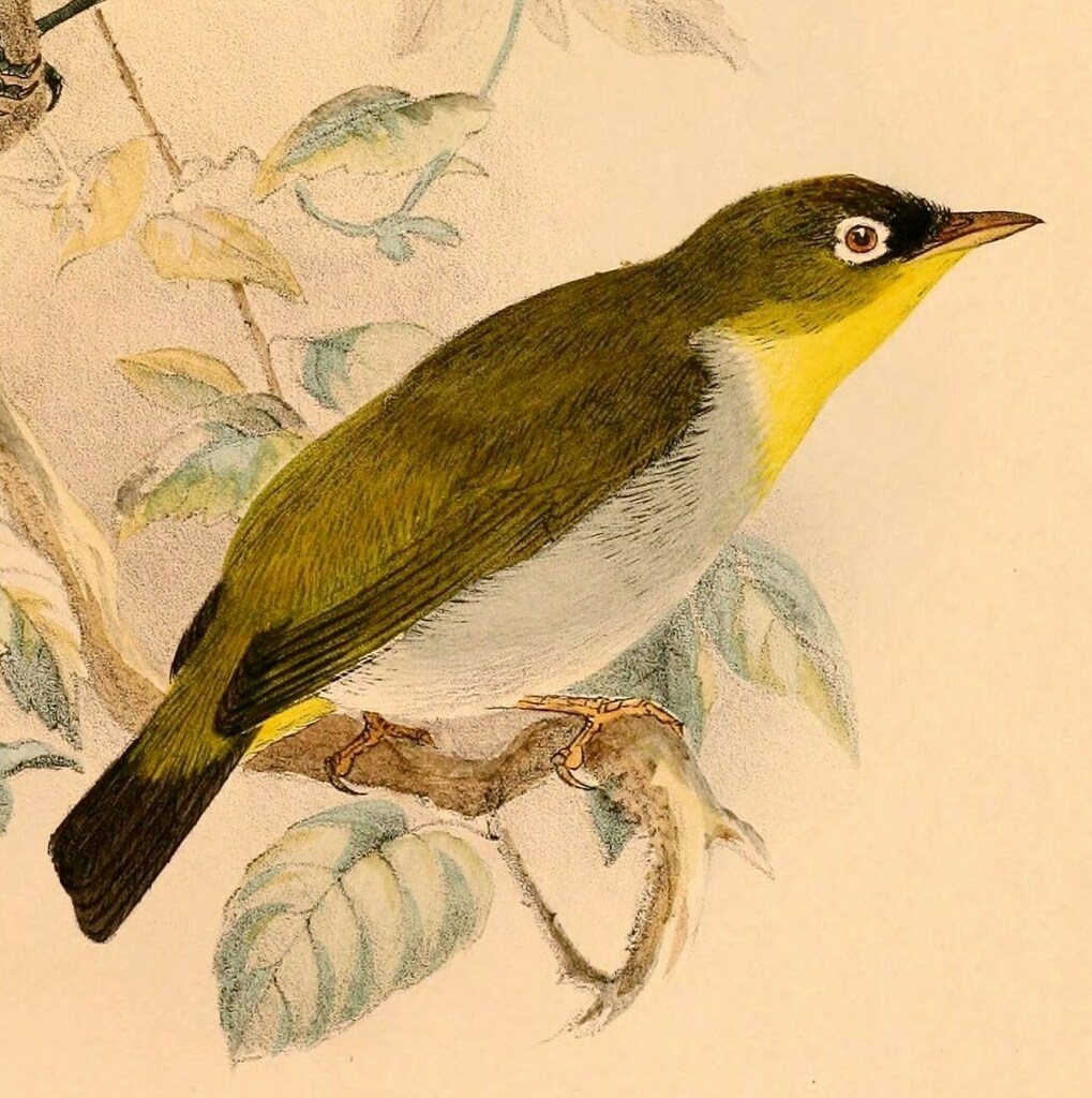 Sangihe White-eye photo