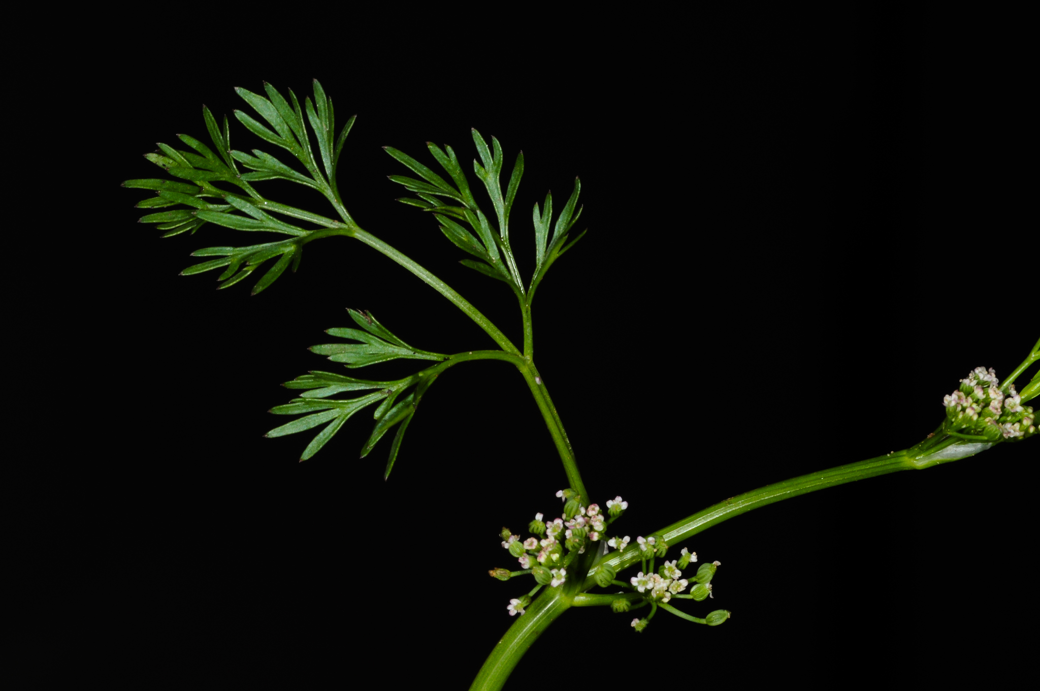Cyclospermum leptophyllum