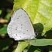 Pale Hedge Blue - Photo (c) Subhajit Roy, some rights reserved (CC BY-NC-ND), uploaded by Subhajit Roy