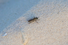 Laphystia