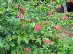 Calliandra tergemina emarginata
