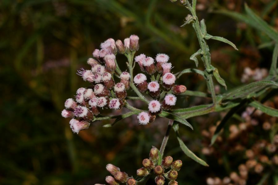 Pluchea salicifolia