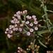 Pluchea salicifolia - Photo (c) Dale Lee Denham-Logsdon, some rights reserved (CC BY-NC), uploaded by Dale Lee Denham-Logsdon
