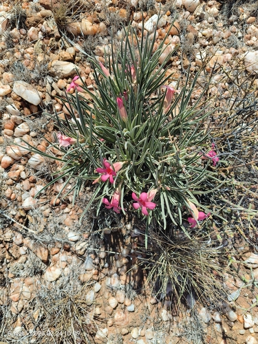 Image of Bitter Kambro (Adenium oleifolium) by (c) Ricus Nel, some rights reserved (CC BY)