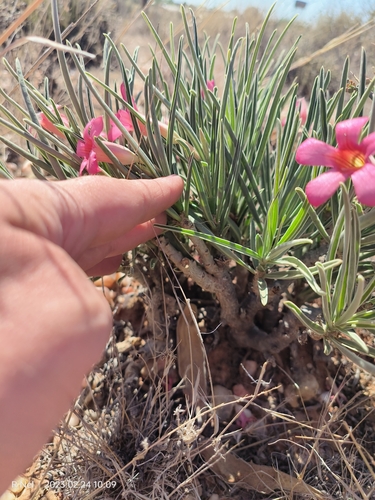 Image of Adenium oleifolium by (c) Ricus Nel, some rights reserved (CC BY)